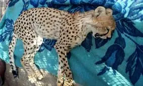 یوز ۸ ماهه مجروح از شاهرود به تهران منتقل شد؛ ادامه درمان یوز ایرانی مصدوم در سازمان محیط زیست