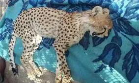 یوز ۸ ماهه مجروح از شاهرود به تهران منتقل شد؛ ادامه درمان یوز ایرانی مصدوم در سازمان محیط زیست