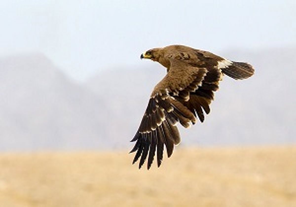دستگیری صیادان پرندگان شکاری در نمین
