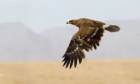 دستگیری صیادان پرندگان شکاری در نمین