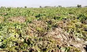 خسارت سیلاب به بخش کشاورزی مانه و سملقان