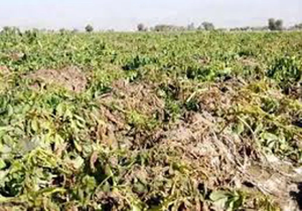 خسارت سیلاب به بخش کشاورزی مانه و سملقان