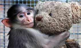 میمون بازیگوش به دام آتش‌نشانان افتاد + تصاویر