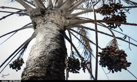 ۷۵۰ راس نخل شادگان در ‌آتش‌‌ سوخت