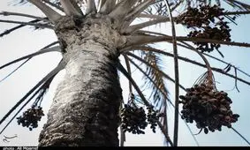 ۷۵۰ راس نخل شادگان در ‌آتش‌‌ سوخت
