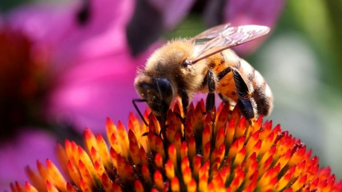 هفت نکته از زندگی زنبور‌ها که شاید ندانید