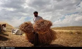 ۲۵۸ میلیارد تومان از مطالبات گندم‌کاران استان همدان پرداخت شد