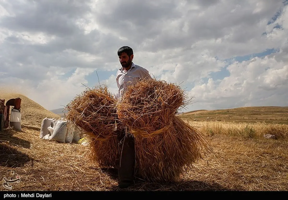 ۲۵۸ میلیارد تومان از مطالبات گندم‌کاران استان همدان پرداخت شد