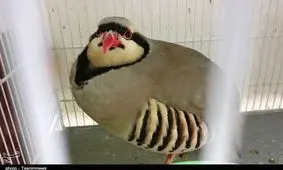 فروش حیوانات در معرض انقراض +تصاویر‌