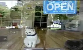 هتل هفت ستاره برای گربه‌ها در مالزی