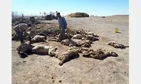 20 راس گوسفند تلف شد