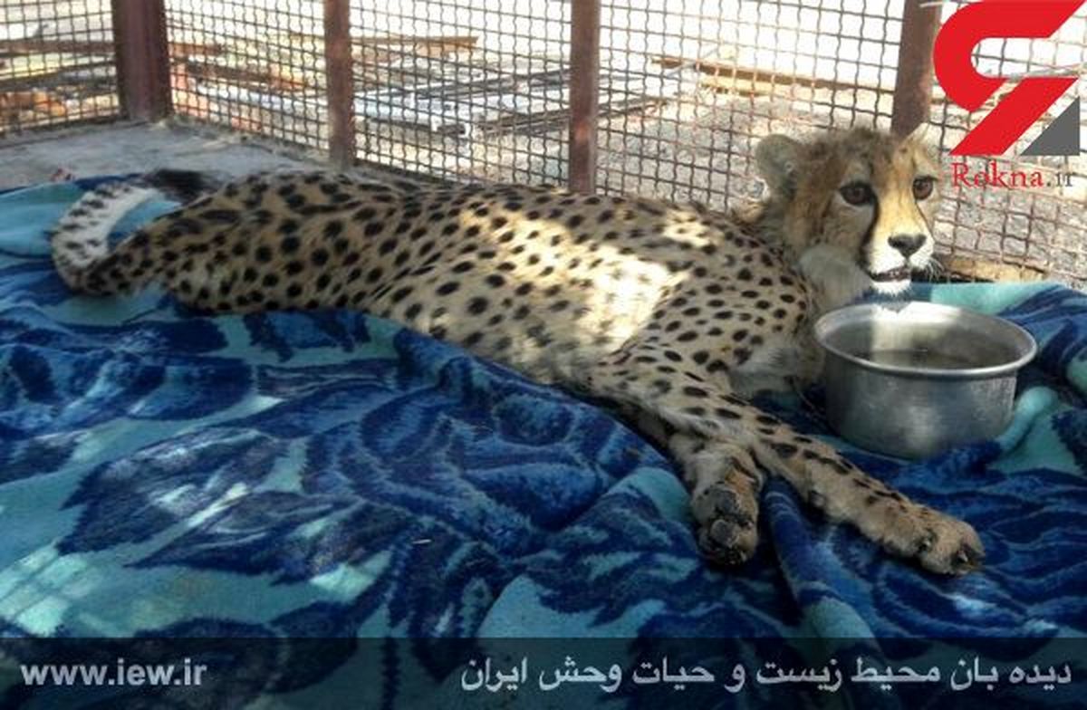 آخرین وضعیت یوزپلنگ ایرانی که در یک حادثه قطع نخاع شد + عکس