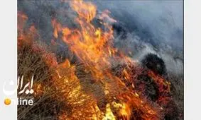 مهار آتش سوزی منطقه جنکلی اندیمشک