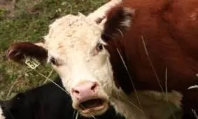 نودل گوشت گاو گران تر از خود گاو!!