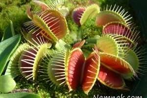 عجیب ترین و ترسناک ترین گیاهان دنیا