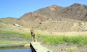 مشاهده یک قلاده یوزپلنگ آسیایی در پارک ملی توران