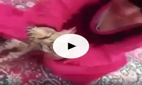 این دختر بچه گربه رو با عروسک اشتباه گرفته!