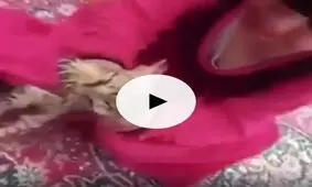 این دختر بچه گربه رو با عروسک اشتباه گرفته!