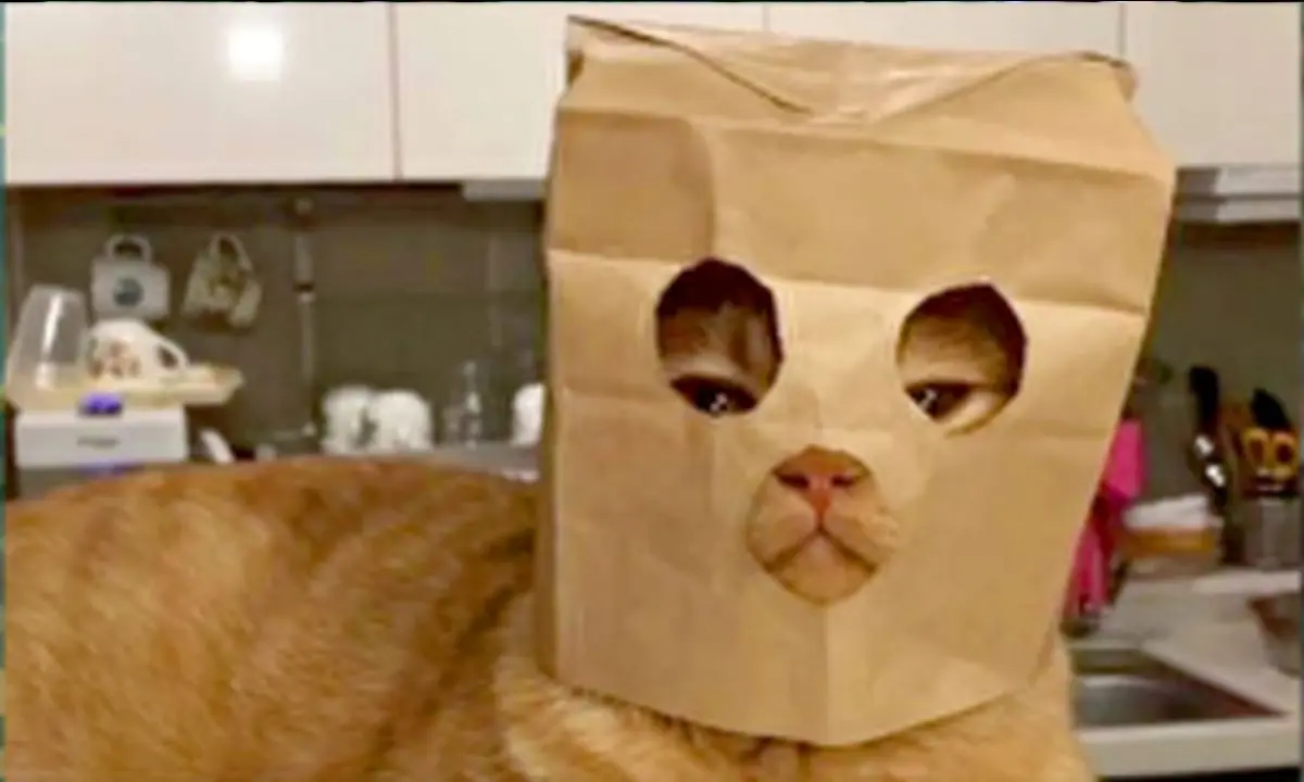 لحظه های خنده دار از زندگی حیوانات