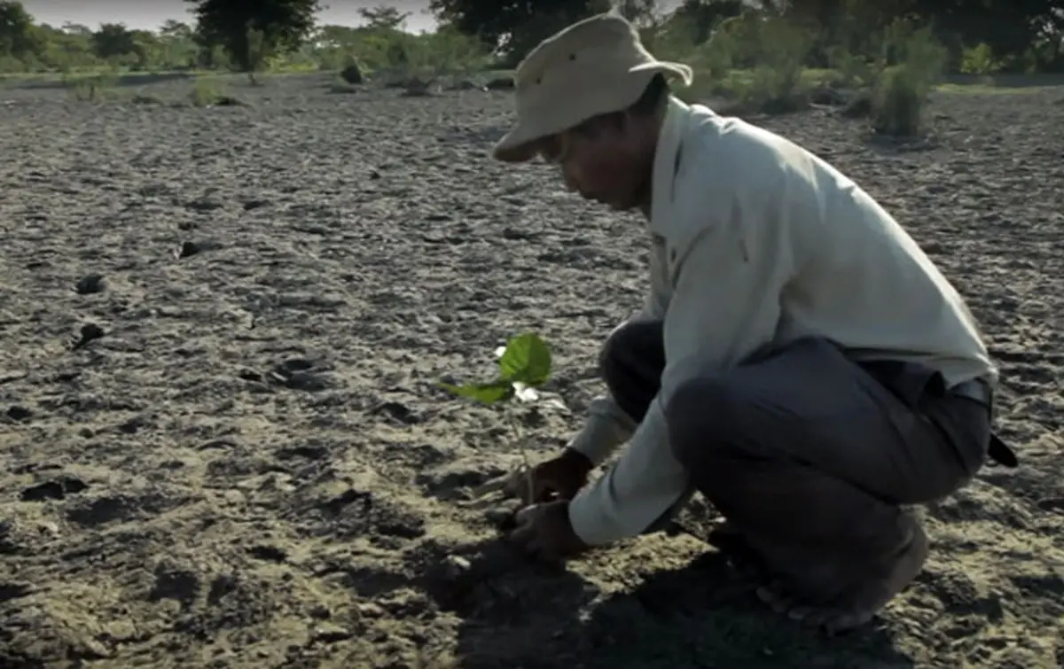 مردی که به تنهایی یک جنگل ساخته است