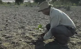 مردی که به تنهایی یک جنگل ساخته است