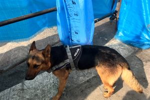 سگ زنده‌یاب پلیس به خاطر شدت حرارت زیر آوار دچار سوختگی شد