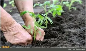 تولید کودهای کاملاً ارگانیک با کاهش 60 درصدی هزینه محصولات کشاورزی