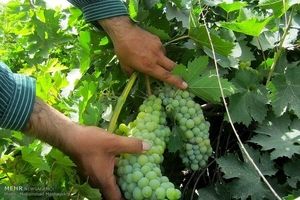 ۱۱۲ هزار تن انگور در آذربایجان غربی برداشت می شود