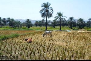 کشت برنج در کنار نخلستان‌های بلوچستان 