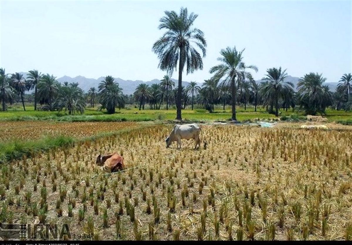 کشت برنج در کنار نخلستان‌های بلوچستان "با چاشنی کم‌آبی"+ تصاویر