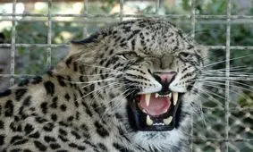 شروط بازگشایی باغ وحش مشهد اعلام شد