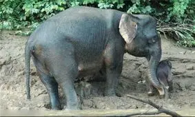 نجات بچه فیل توسط مادر