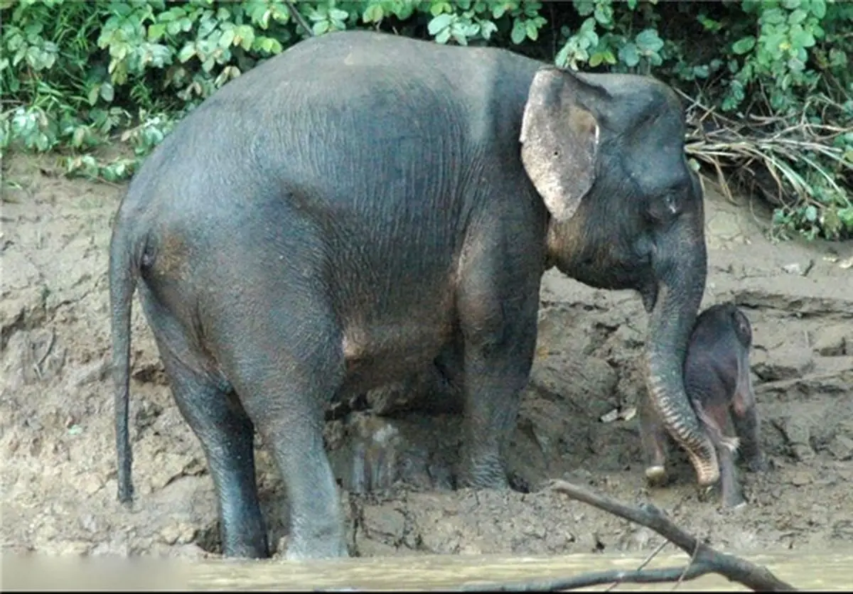 نجات بچه فیل توسط مادر