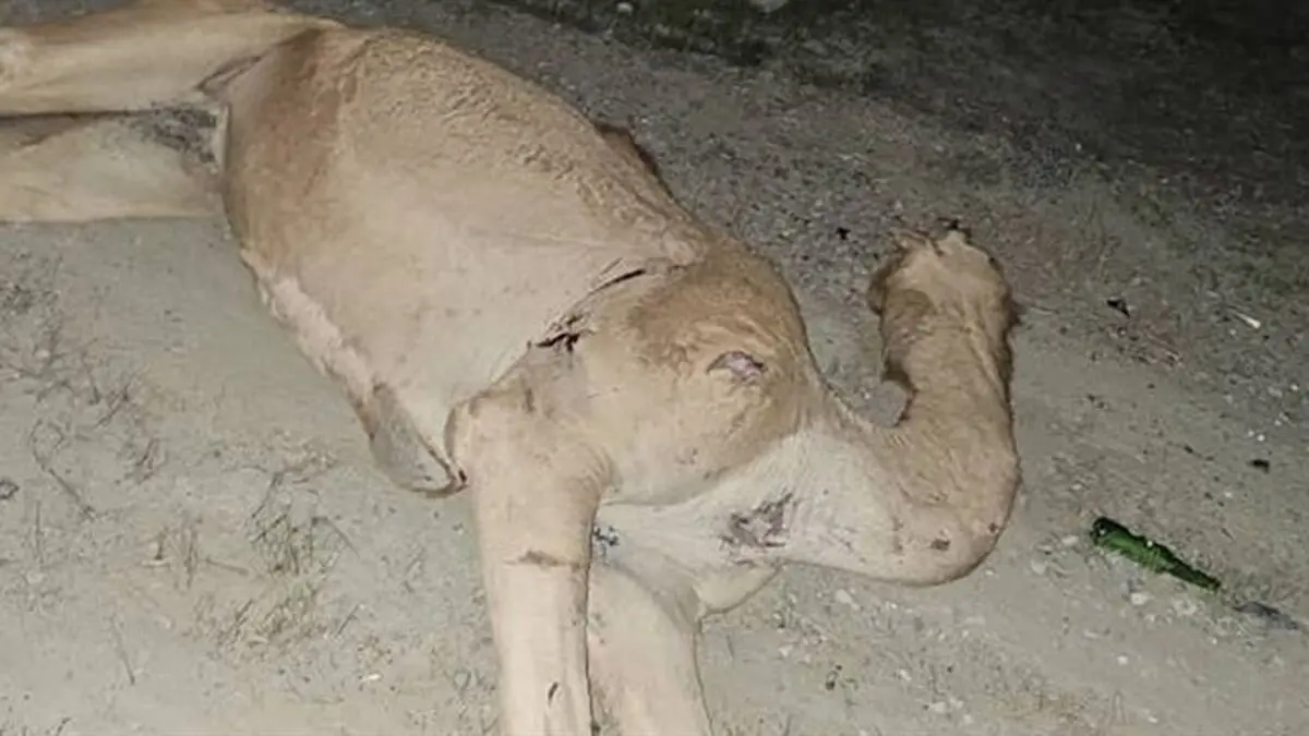 تصادف مرگبار پژو با شتر در جاسک