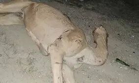 تصادف مرگبار پژو با شتر در جاسک
