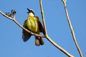 آواز پرندگان چه تاثیری بر سلامت روان افراد دارد؟