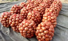  قیمت پیاز گران شد