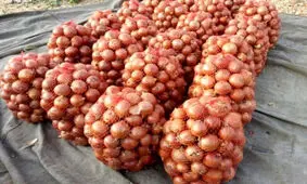  قیمت پیاز گران شد