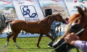 سطح بالای مسابقات زیبایی اسب اصیل عرب در خوزستان با حضور ۳ داور خارجی

