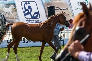 سطح بالای مسابقات زیبایی اسب اصیل عرب در خوزستان با حضور ۳ داور خارجی

