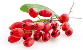 گیاهی خوش رنگ و طعم برای پاکسازی ریه