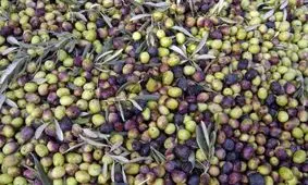 سال آینده، سال‌آور زیتون خواهد بود