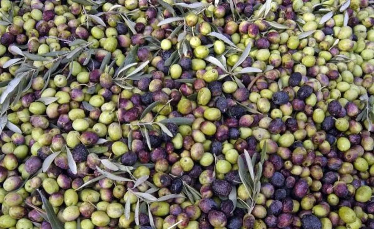 سال آینده، سال‌آور زیتون خواهد بود