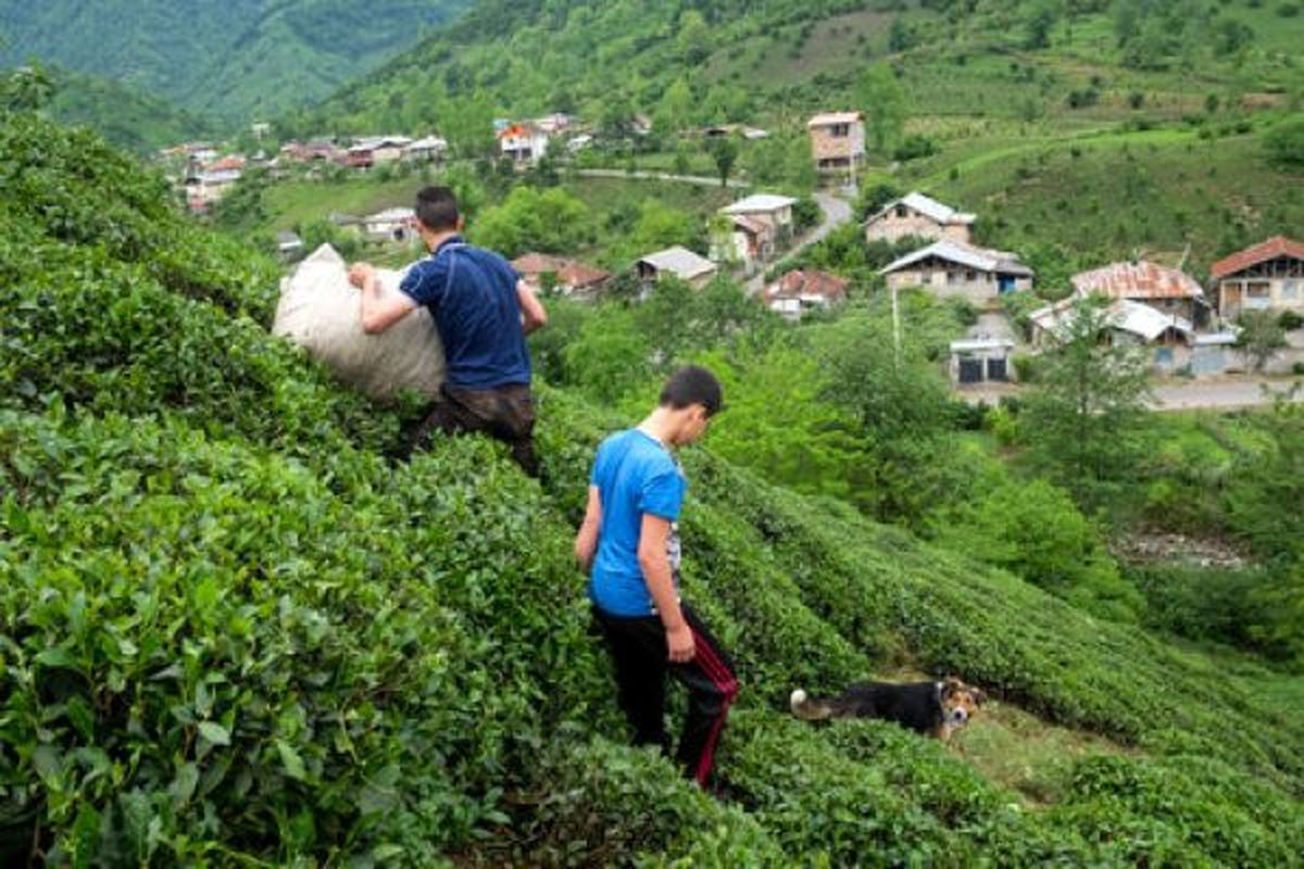 بهای باقیمانده برگ سبز چای تا قبل از پایان امسال پرداخت میشود