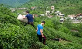 بهای باقیمانده برگ سبز چای تا قبل از پایان امسال پرداخت می‌شود