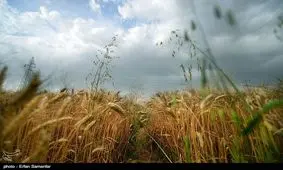 ۱۸ هزار هکتار گندم، جو و کلزا در اراضی شهرستان آزادشهر کشت شد