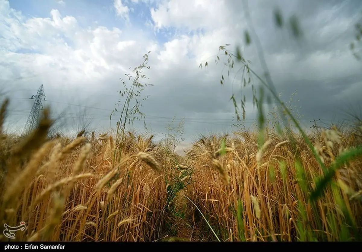 ۱۸ هزار هکتار گندم، جو و کلزا در اراضی شهرستان آزادشهر کشت شد