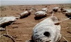 تالاب «آق‌گل» خشک شد