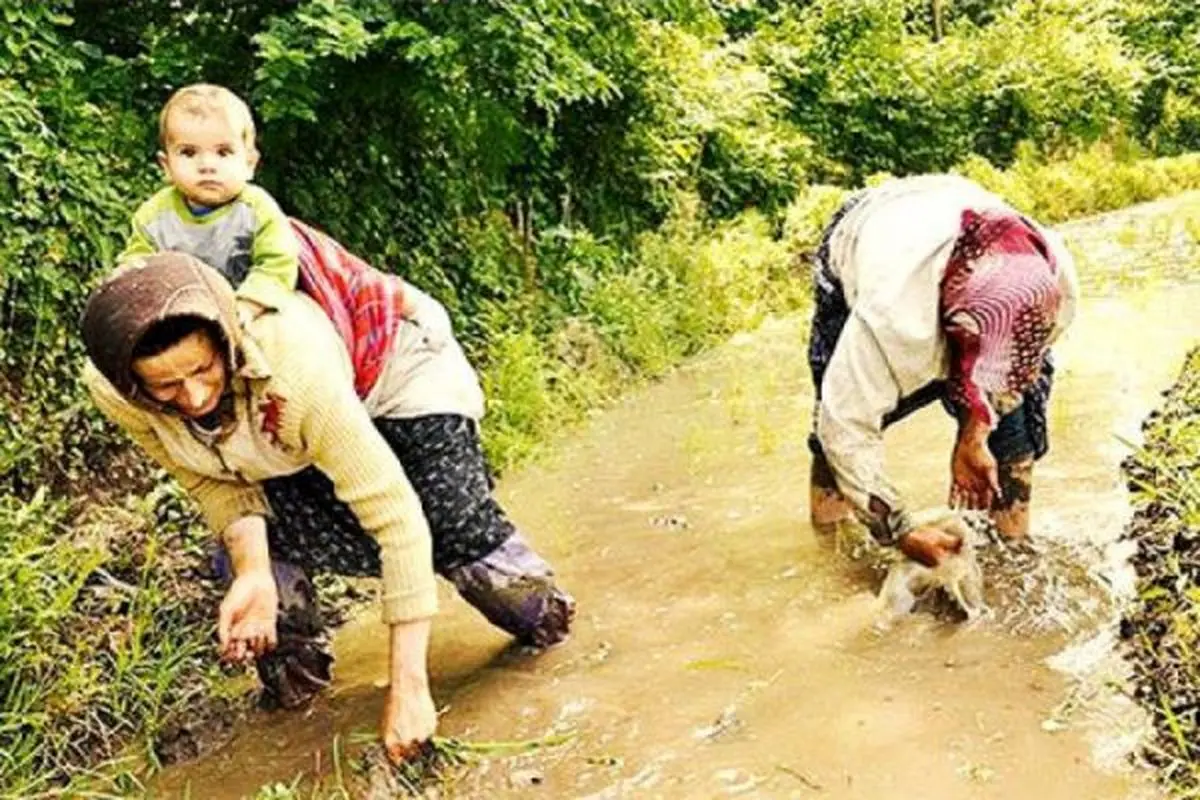 کشاورزان گیلانی را بدهکارتر نکنیم