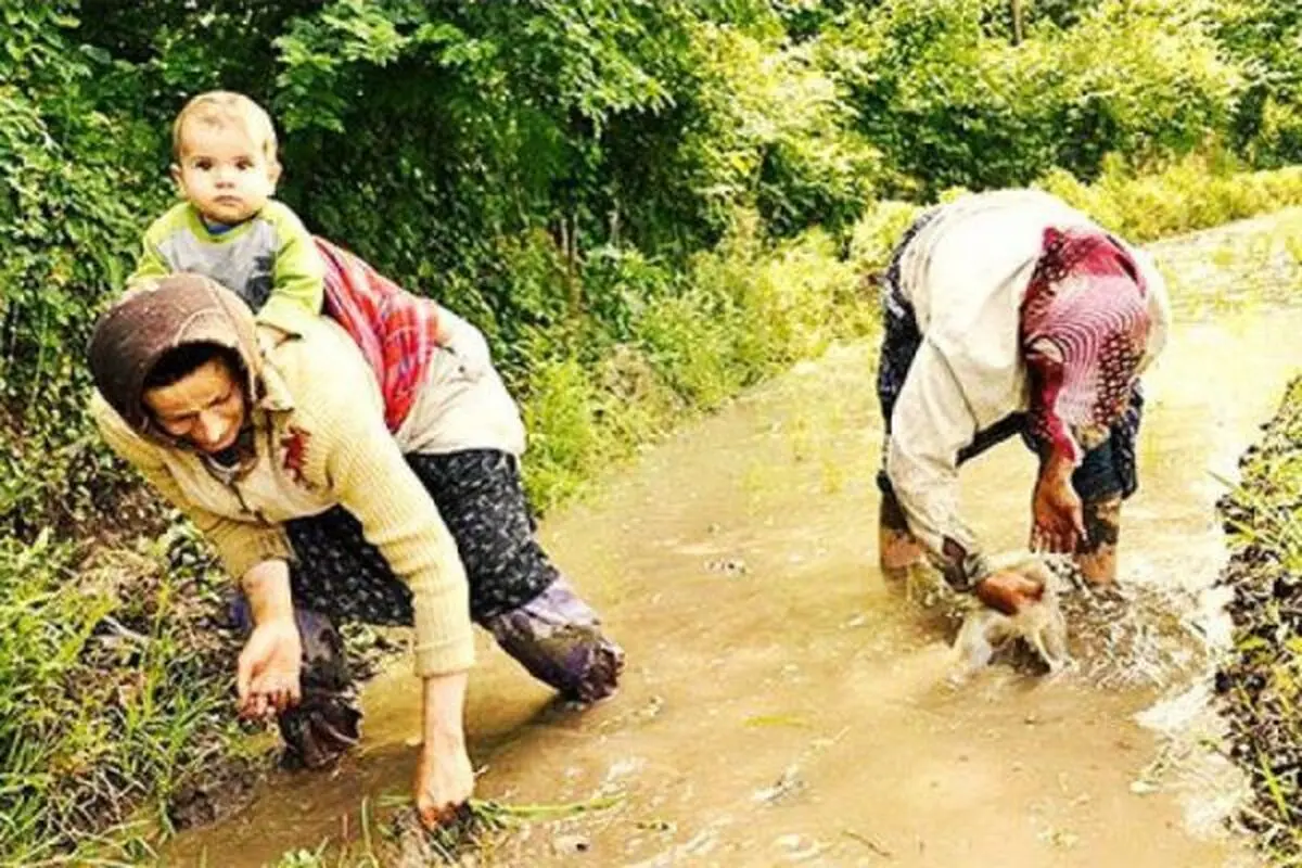 کشاورزان گیلانی را بدهکارتر نکنیم